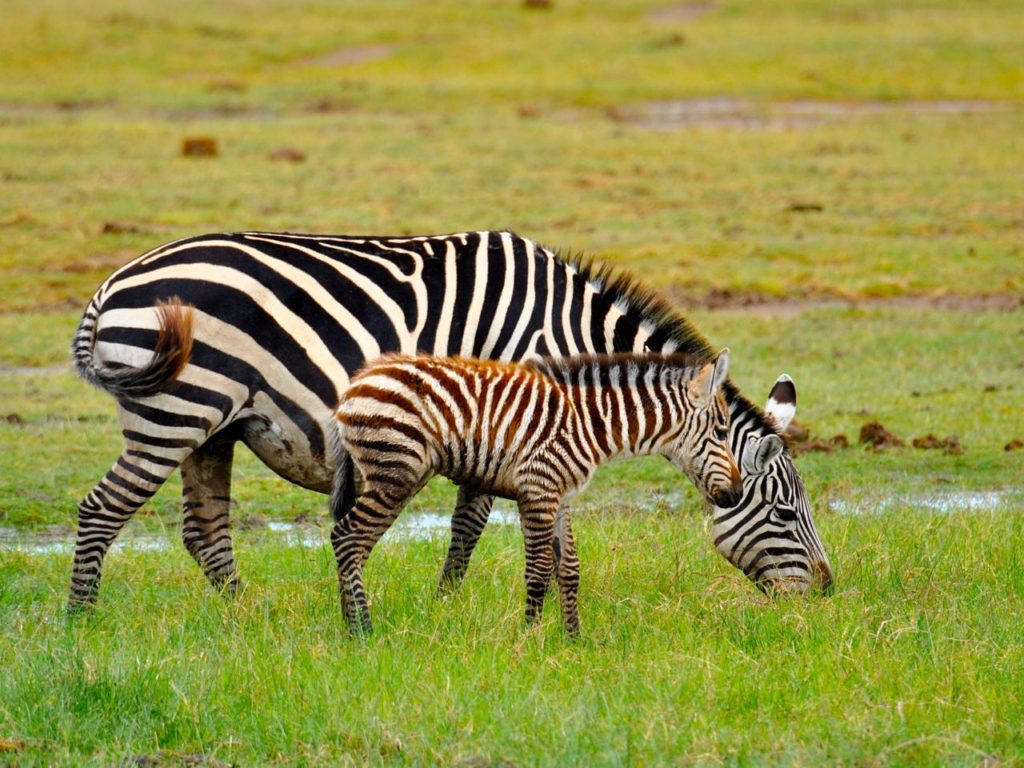 zebras, Amboseli, Kenya
