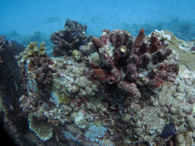 damaged coral and new growth, near Praslin island, Seychelles