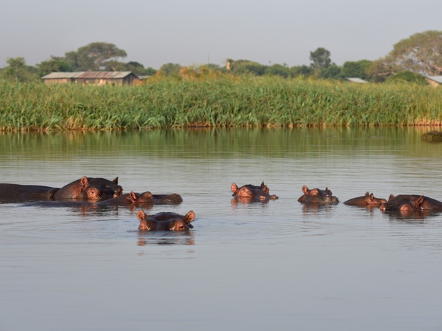 hippos, lake Tana, Ethiopia