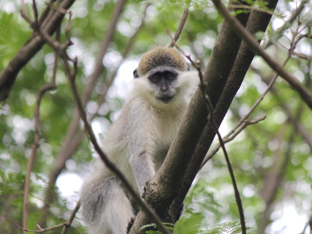 Velvet monkey, lake Tana, Ethiopia