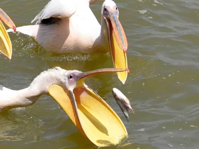 pelicans, Lake Tana, Ethiopia