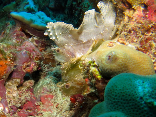 Leaf scorpion fish, near Praslin Island, Seychelles