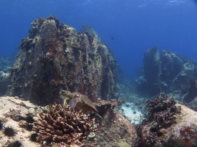 Turtle and damaged coral, near Praslin island, Seychelles