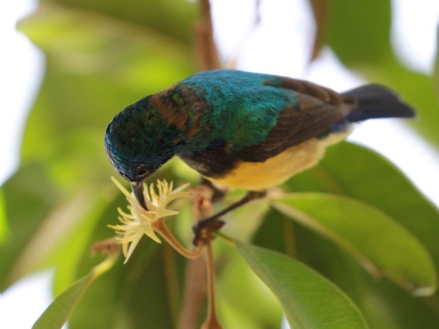 Variable sunbird, lake Tana, Ethiopia