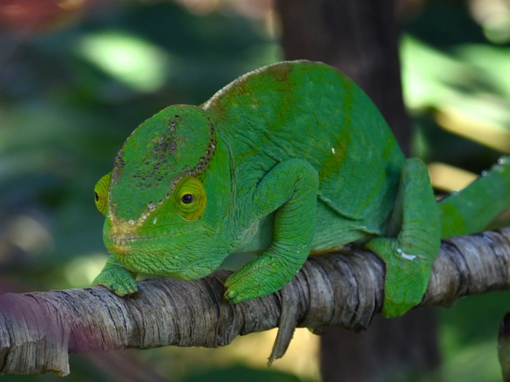 Panther chameleon, Lemuria Land, Nosy Be, Madagascar