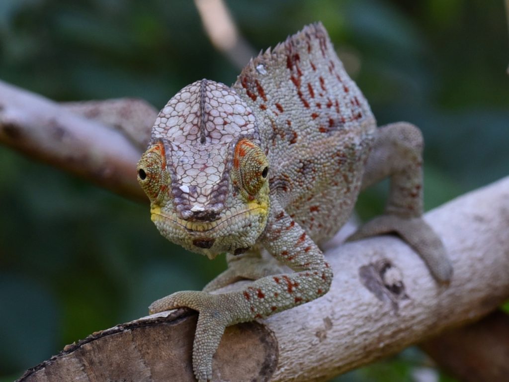Panther chameleon, Lemuria Land, Nosy Be, Madagascar