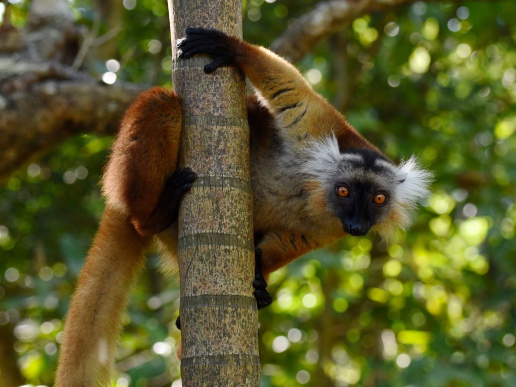 Black lemur female, Lemuria Land, Nosy Be, Madagascar