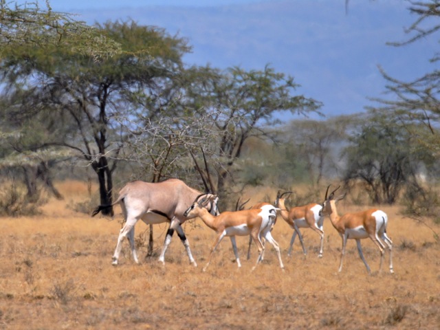 Oryx and Soemmering gazelle, Awash national park, Ethiopia