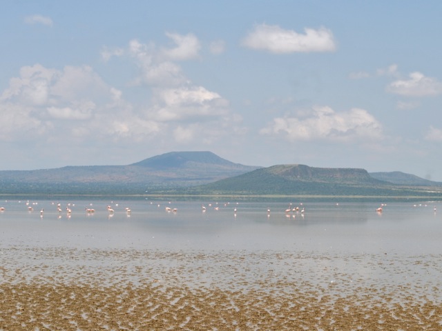 Flamingoes on lake Abijatta, Ethiopia