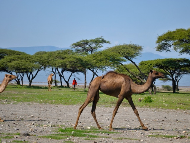 Camels on shore of lake Shalla, Ethiopia