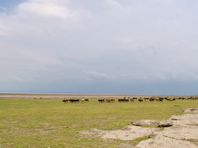 Cattle grazing near lake Abijatta, Ethiopia