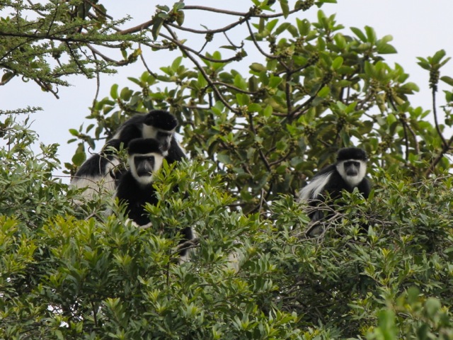 Colobus monkeys at Hana Langano lodge, Ethiopia