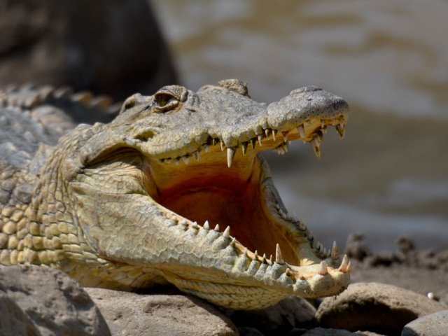 Nile crocodile near Awash falls, Awash national park, Ethiopia