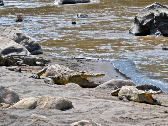Nile crocodiles near Awash falls, Awash national park, Ethiopia