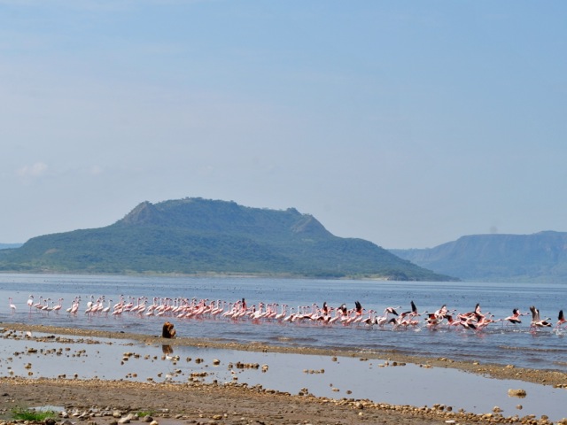 Flamingoes on lake Shalla, Ethiopia