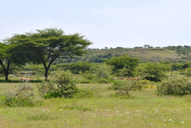 Grant's gazelle in the distance in Abijatta Shalla National Park, Ethiopia