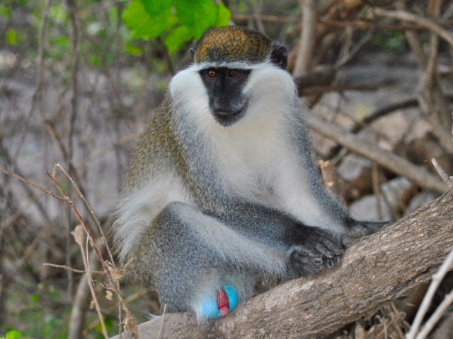 Grivet monkey, Awash national park, Ethiopia