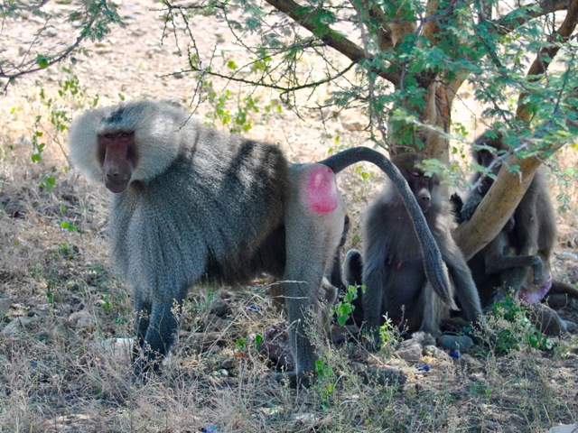 Hamadryas baboons, Awash national park, Ethiopia