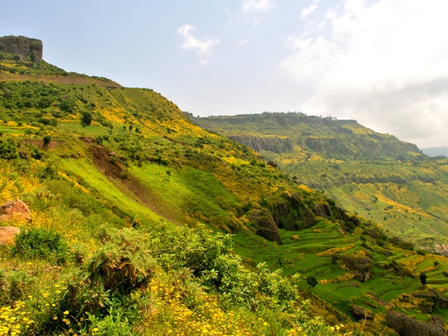 Hills with meskel flowers near Blue Nile Gorge, Ethiopia