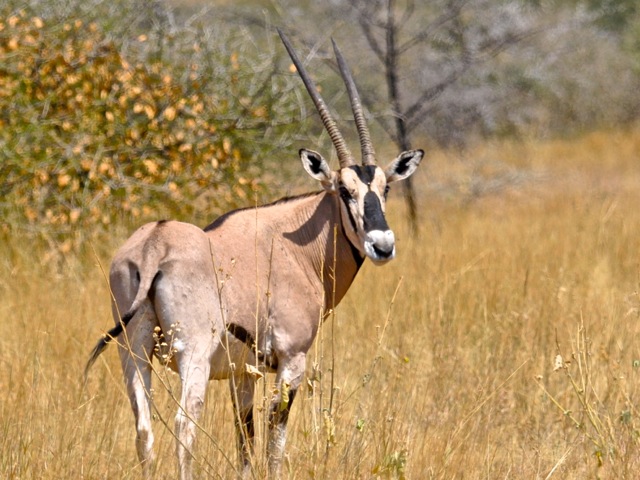 Oryx, Awash national park, Ethiopia