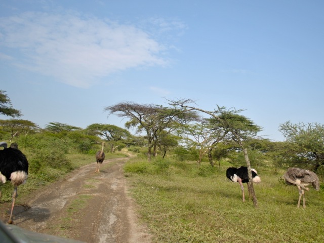 Ostrich farm in Abijatta Shalla national park, Ethiopia