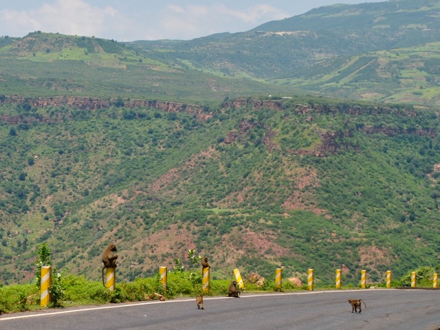 Baboons along the road to Blue Nile Gorge, Ethiopia