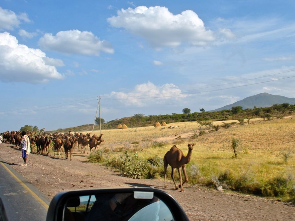 Camels along Djibouti road towards Awash fall park, Ethiopia