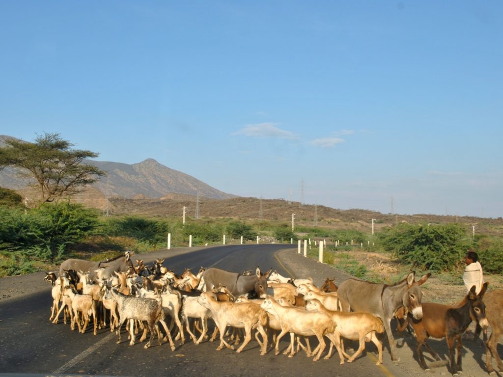 Cattle crossing Djibouti road towards Awash fall park, Ethiopia