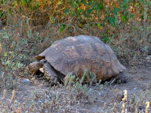Leopard tortoise, Awash national park, Ethiopia