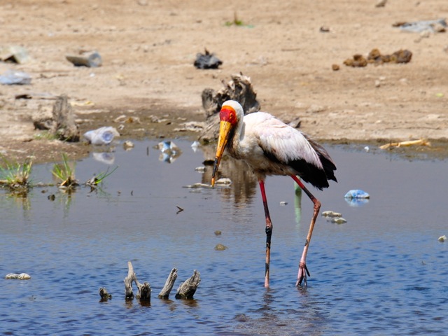 Yellow-billed stork, lake Beseka, Ethiopia