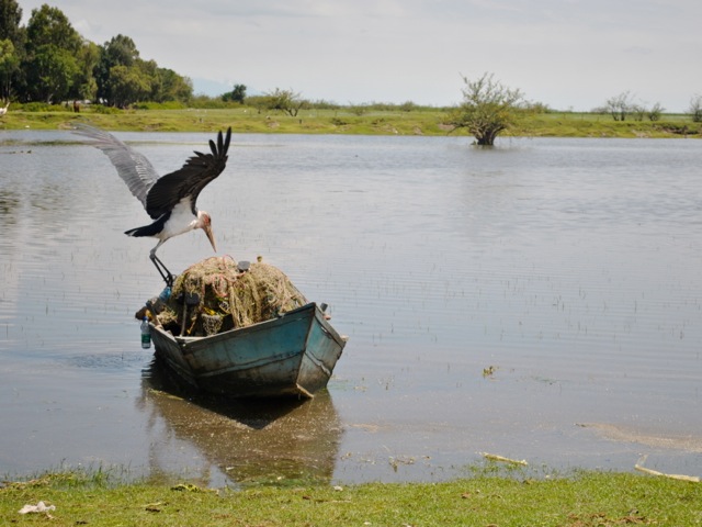 Marabou stork and fishing boat on lake Ziway, Ethiopia