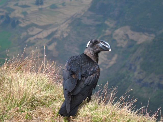 Thick-billed raven endemic to Ethiopia, Simien Mountains, Ethiopia