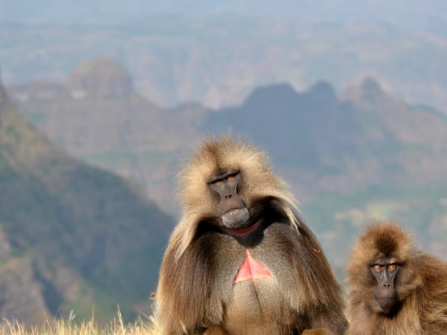 Gelada monkeys, Simien Mountains, Ethiopia