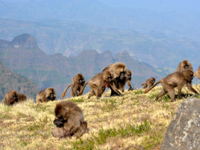 Gelada monkeys, Simien Mountains, Ethiopia
