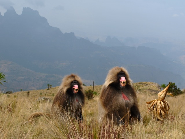 Gelada monkey, Simeon Mountains, Ethiopia