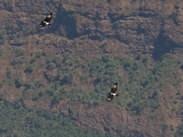 Varreaux's eagles, Simien mountains, Ethiopia