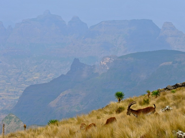 Walia Ibex in Simien Mountians park, Ethiopia