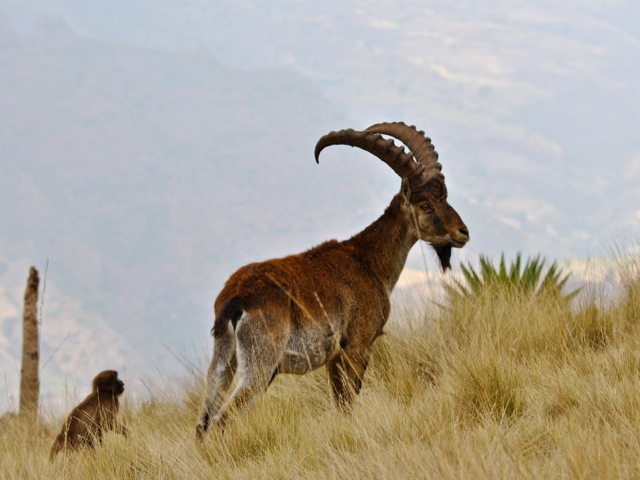 Walia Ibex  and gelada monkey in Simien Mountians park, Ethiopia