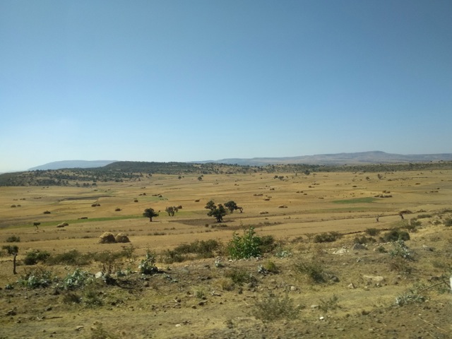 Harvest in Tigray highlands along the road towards Afar, Ethiopia