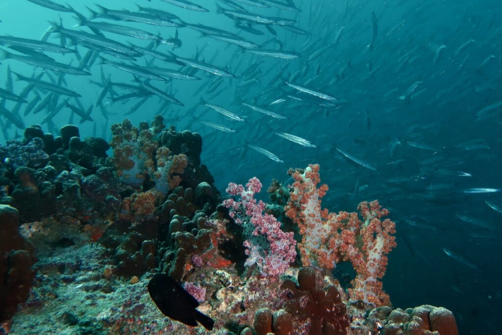 school of barracuda and soft coral at Fahal island near Musat, Oman