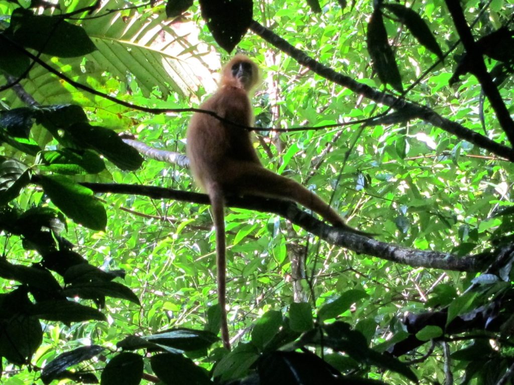 red-monkey