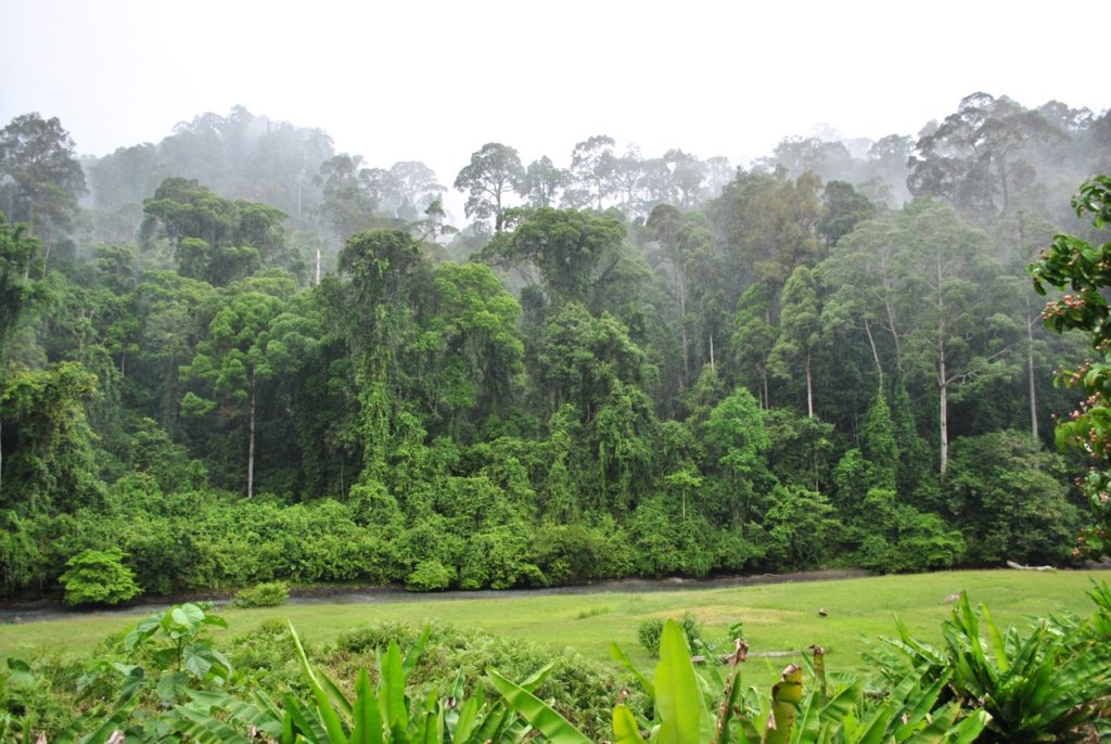 jungle-view-from-room