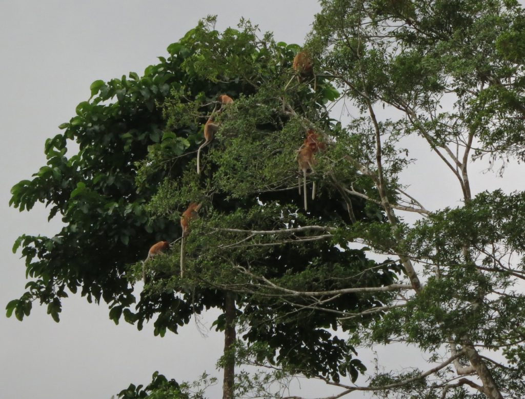 longnose-on-tree