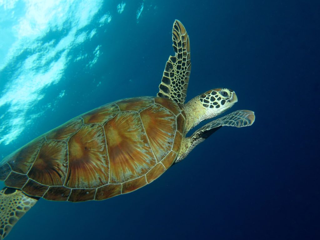 Tubbataha reef -turtle