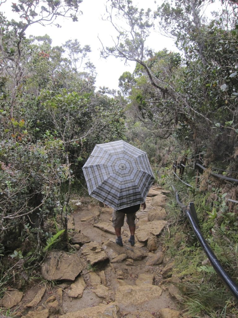 umbrella