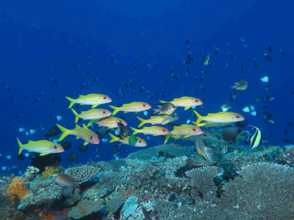 Apo reef, Philippines
