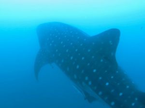 Whale shark at Manta Bowl, Donsol, Philippines