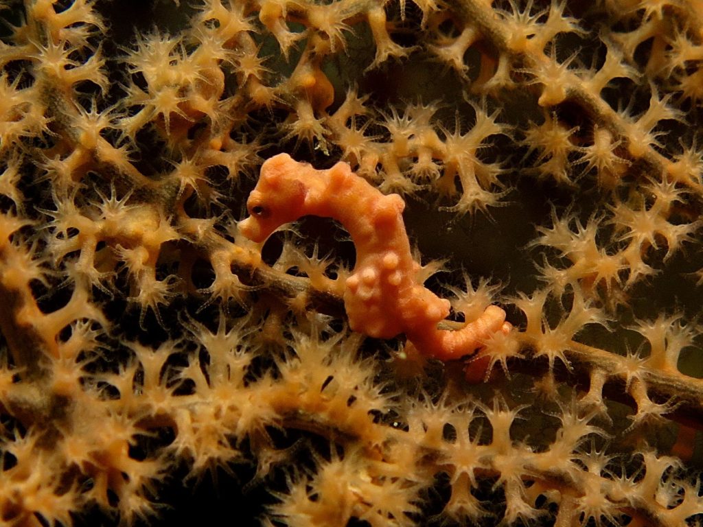 Pygmy seahorse, Moalboal, Philippines