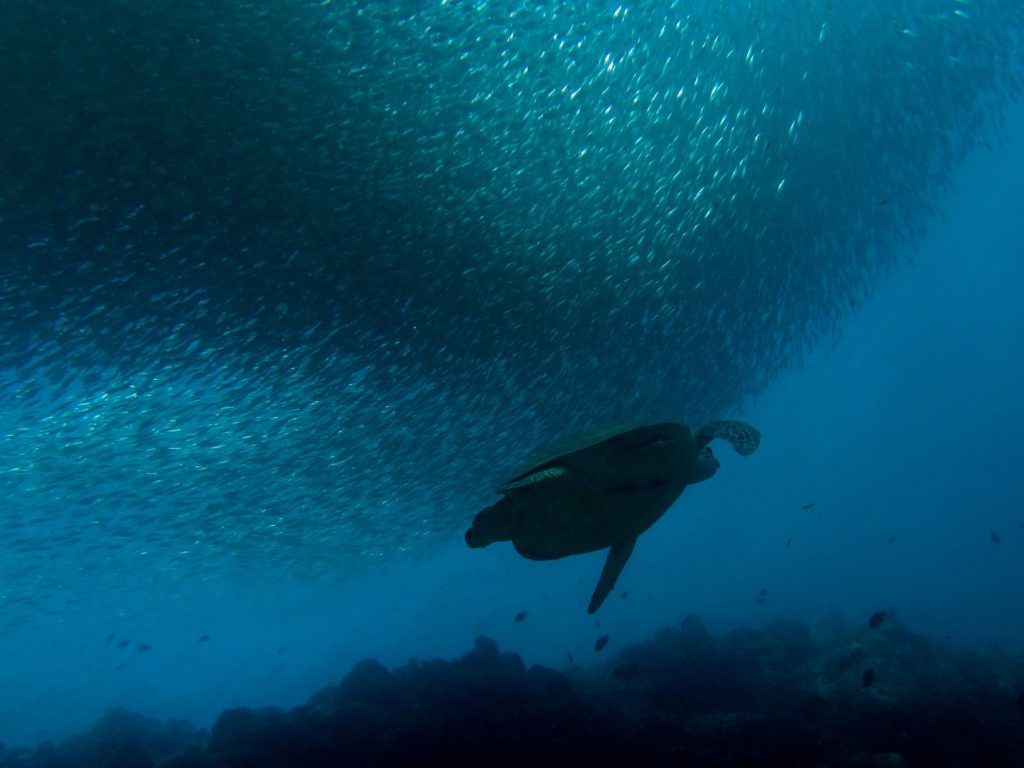 School of sardines and a turtle, Moalboal, Philippines