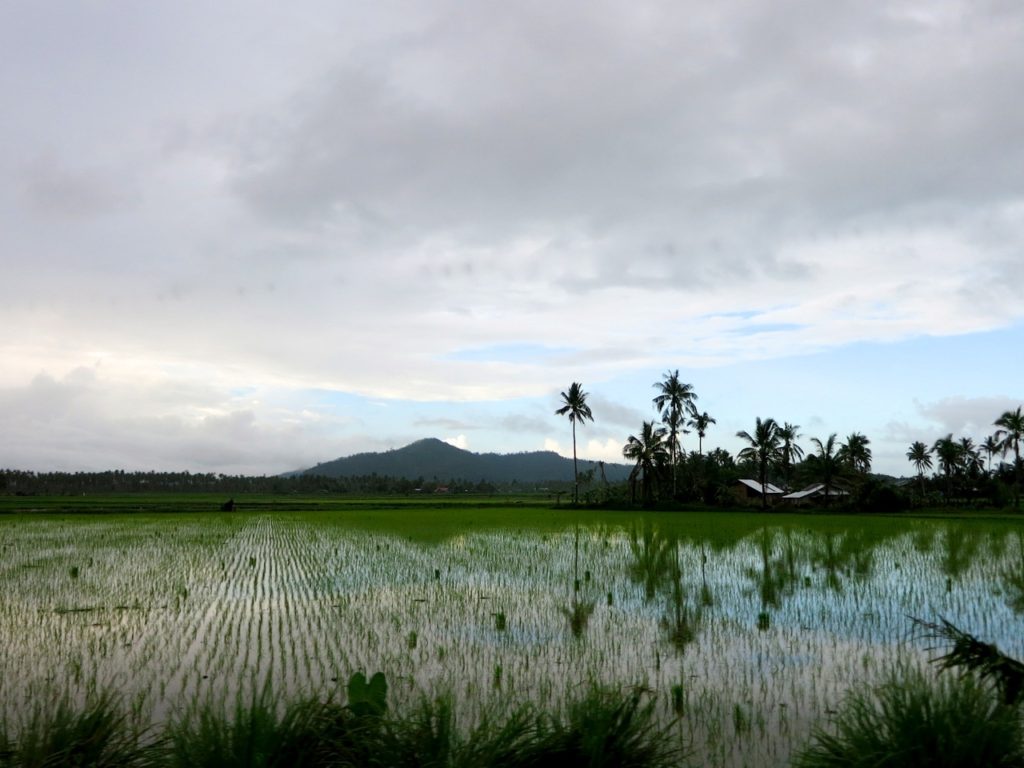 Rice fields on the way from Tacloban to Padre Burgos, Southern Leyte